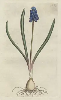 Williamcurtis Prints: Grape hyacinth, Muscari botryoides