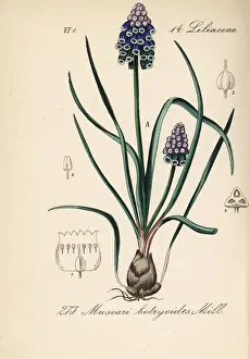 Grape hyacinth, Muscari botryoides