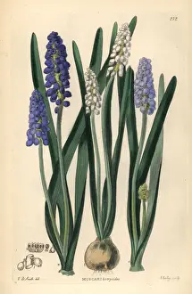 Grape hyacinth, Muscari botryoides