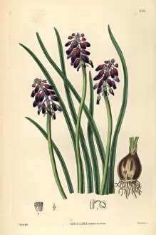 Grape Collection: Grape hyacinth, Muscari commutatum