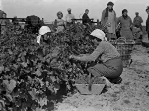 Pickers Gallery: Grape Pickers 1930S