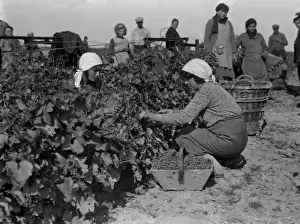 Grapes Prints: Grape Pickers 1930S