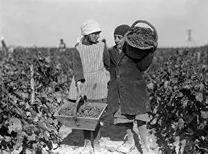 Grape Pickers 1930S