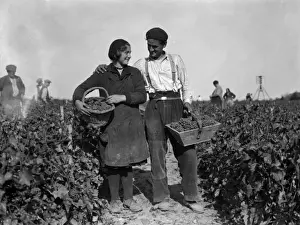 Grapes Prints: Grape Pickers in Love