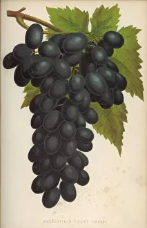 Grape / Practical Gardener
