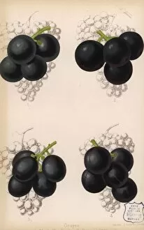 Florist Gallery: Grape varieties: Black Hamburg and Gros Colman