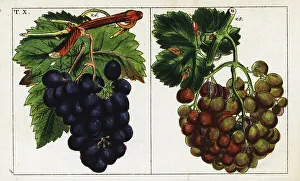 Juice Prints: Grape varieties, Vitis vinifera