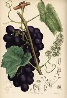 Grapes Prints: Grape vine, Vitis vinifera