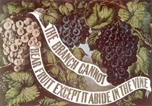 Grape Collection: Grape Vines and Banner Date: 1872