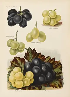 GRAPES