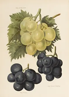 Gros Prints: GRAPES