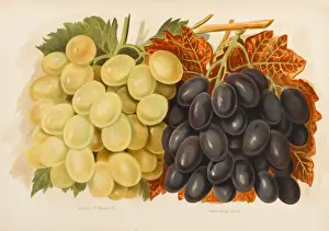 GRAPES