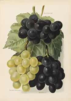 GRAPES