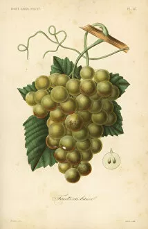 Herincq Gallery: Grapes, Vitis vinifera