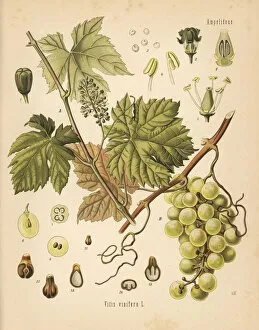 Medicinal Collection: Grapevine with grapes, Vitis vinifera