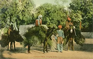 Fodder Prints: Grass Cutters - Mules bringing in the fodder