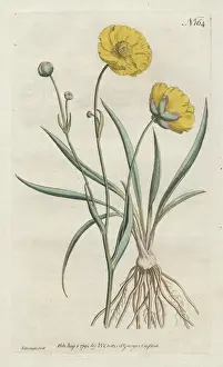 Grass-leaved crowfoot or buttercup, Ranunculus gramineus