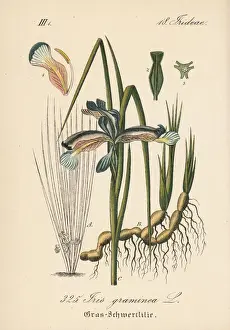 Grass-leaved flag, Iris graminea