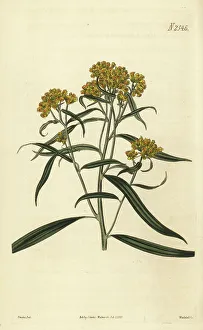 Weddell Prints: Grass-leaved goldenrod, Euthamia graminifolia