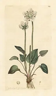 Grass of Parnassus, Parnassia palustris