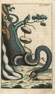 Encyclopediaofnaturalhistory Amphibia Prints: Grass snake, Natrix natrix