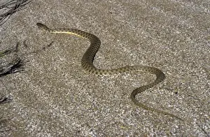 Ringed Prints: Grass Snake - sand dunes - desert