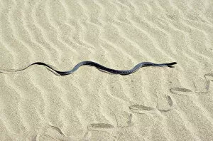 Amphibians Collection: Grass Snake - in sand dunes - near Caspian sea