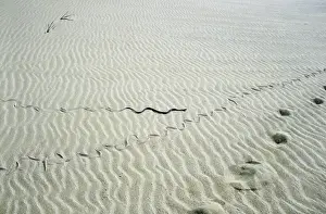 Ringed Prints: Grass Snake - snake track goes along human track