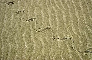 Amphibians Collection: Grass Snake - tracks in sand dunes - desert