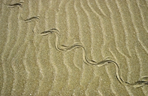 Amphibians Collection: Grass Snake - tracks in sand dunes - desert