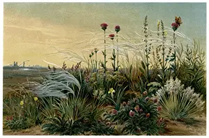 Steppe Prints: GRASS ON STEPPE