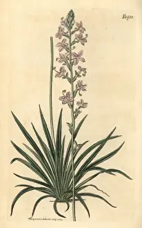 Grass triggerplant, Stylidium graminifolium