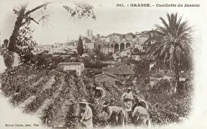 Harvesting Prints: Grasse, France - Cultivation of Jasmine
