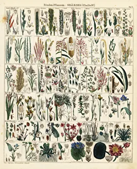 Maize Collection: Grasses and grains