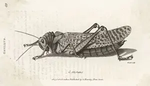 Grasshopper