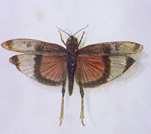 Grasshopper