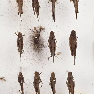 Orthoptera Prints: Grasshopper collection