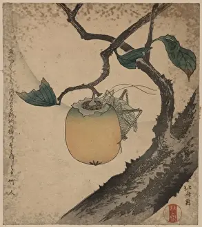 Grasshopper Prints: Grasshopper eating persimmon