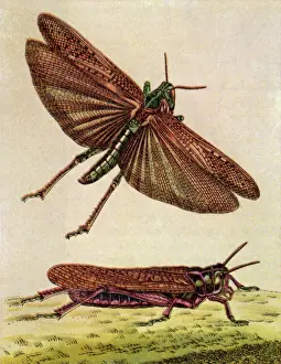 Two Grasshoppers