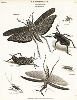 Pupa Prints: Grasshoppers, crickets, etc