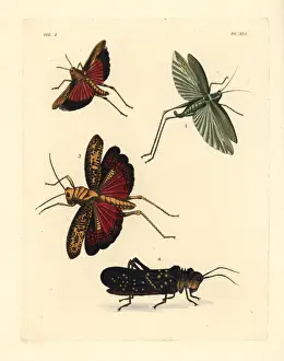 Punctata Prints: Grasshoppers and locusts