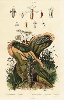 Adolph Fries Prints: Grasshoppers and sea angels