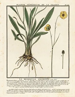 Colour Printing Prints: Grassy-leaved buttercup, Ranunculus gramineus