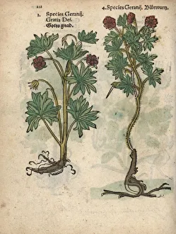 Gratia Dei cranesbill and bloody cranesbill Gratia Dei cranesbill and bloody cranesbill