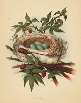 Nests Collection: Gray catbird, Dumetella carolinensis