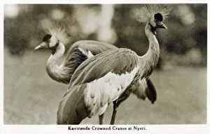 Cranes Collection: Gray Crowned Cranes at Nyeri, Kenya