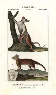 Gray four-eyed opossum, Didelphis opossum