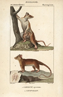 Gray four-eyed opossum, Didelphis opossum Gray four-eyed opossum, Didelphis opossum