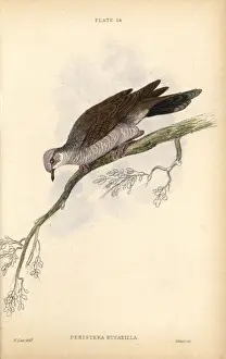 Edwardlear Prints: Gray-fronted dove, Leptotila rufaxilla, native