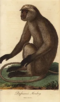 Gray or Hanuman langur, Semnopithecus entellus Gray or Hanuman langur, Semnopithecus entellus